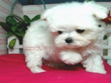 teacup maltese